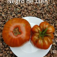 Negro de Jaen